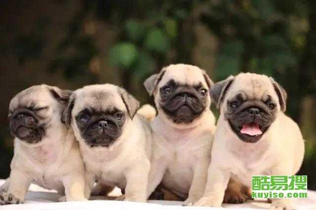 八哥最新爆料新闻视频,最新爆料新闻视频深度解析 第2张 八哥最新爆料新闻视频,最新爆料新闻视频深度解析 第2张